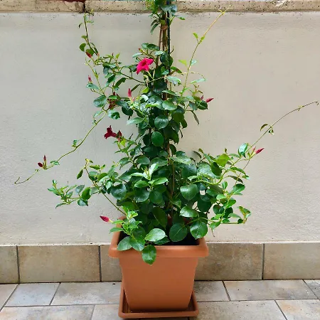 Il Gelsomino Blu * Rom